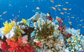 Great Barrier Reef Wallpaper HD 114064