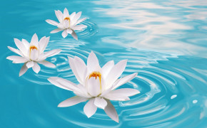 Water Lily Flower HD Wallpapers 119446