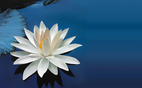 Water Lily Wallpaper 119439