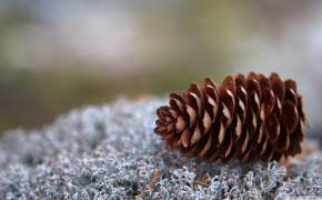 Pine Cone HD Wallpapers 116712