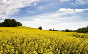 Canola Photography Background Wallpaper 118111