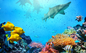 Great Barrier Reef Aquatic Life Best Wallpaper 114068