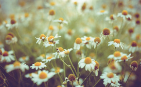 Camomile High Definition Wallpaper 118064