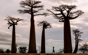 Baobab Tree Photography Background Wallpaper 117486