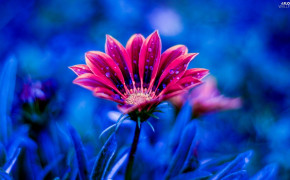 African Daisy Gerbera Flower HD Desktop Wallpaper 116931