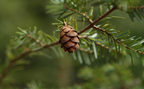 Pine Cone Photography Wallpaper 116722
