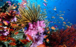 Great Barrier Reef Best Wallpaper 114058
