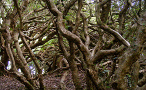 Twisted Tree Photography Widescreen Wallpapers 119156