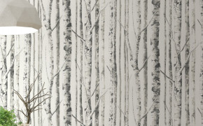 Birch Black And White Best HD Wallpaper 117611