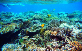 Great Barrier Reef Nature Desktop Wallpaper 114075