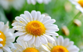 Camomile Photography Background Wallpaper 118081