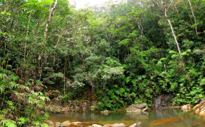 Kuranda Rainforest HD Wallpapers 114561