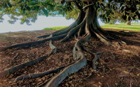 Tree Root Photography Desktop HD Wallpaper 119041