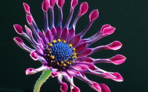 African Daisy Background Wallpaper 116921