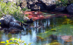 Caño Cristales Nature HD Wallpapers 118196