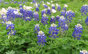 Texas Bluebonnets Photography HD Wallpapers 118811