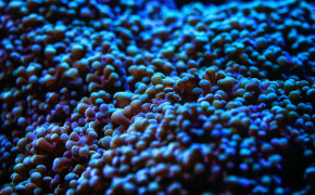 Anemone Ocean Marine Life High Definition Wallpaper 117113
