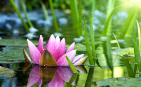 Water Lily High Definition Wallpaper 119438