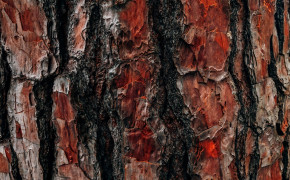 Bark Oak Texture Widescreen Wallpapers 117513