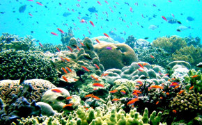 Great Barrier Reef Nature HD Desktop Wallpaper 114076