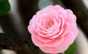 Camellia Flower Best HD Wallpaper 118042