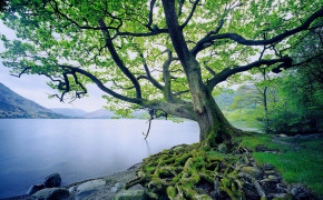 Oak Tree Photography HD Desktop Wallpaper 116514