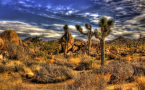 Joshua Tree National Park Nature Background Wallpapers 114504