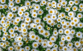 Camomile Nature Best Wallpaper 118079