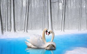 Swan Love Wallpaper 11718