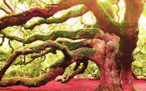 Angel Oak Tree South Carolina Desktop Wallpaper 117164