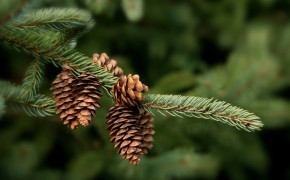 Pine Cone Photography High Definition Wallpaper 116721