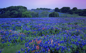 Texas Bluebonnets Photography Background Wallpaper 118806