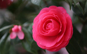 Camellia Flower HD Desktop Wallpaper 118045