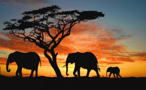 Africa Photography Widescreen Wallpapers 122601