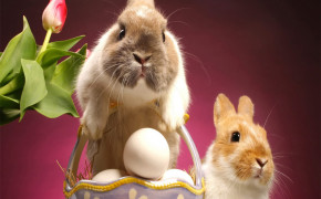 Easter Bunny HQ Desktop Wallpaper 12154