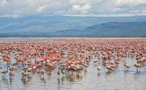 Lake Nakuru Photography Wallpapers Full HD 123652