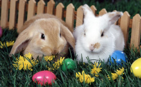 Easter Bunny HD Wallpaper 12151