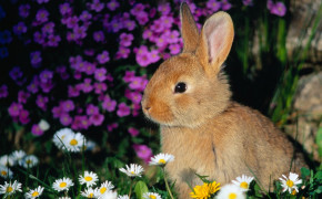 Easter Bunny HD Wallpapers 12152
