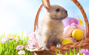 Easter Bunny Widescreen Wallpapers 12157