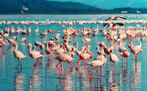 Lake Nakuru Nature Background Wallpaper 123624