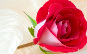 Rose Valentines Day HD Wallpapers 113511