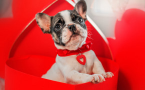 Puppy Valentines Day Background HD Wallpapers 113414