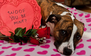 Puppy Valentines Day Wallpaper 113426