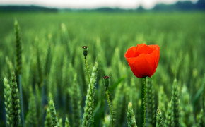 Anzac Day Nature Widescreen Wallpapers 112871