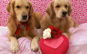 Puppy Valentines Day Heart Wallpaper 113435