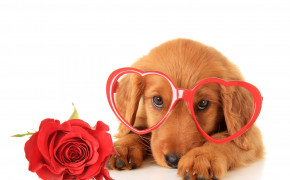 Puppy Valentines Day HD Background Wallpaper 113420