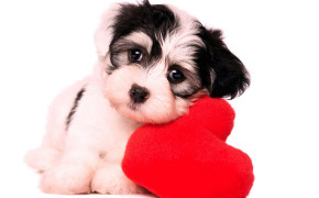 Puppy Valentines Day Heart HD Desktop Wallpaper 113431