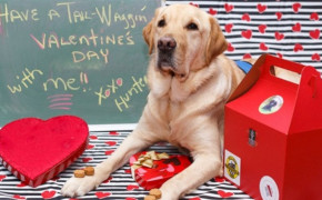 Puppy Valentines Day Best Wallpaper 113418