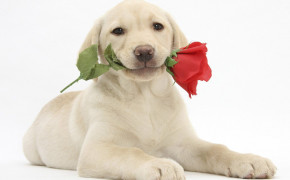 Puppy Valentines Day High Definition Wallpaper 113424