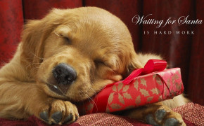 Puppy Valentines Day Desktop Wallpaper 113419